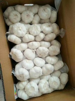 Spicy Fresh Garlic Naturally Bright No Burnt or Mouldy Clean Roots Various Sizes