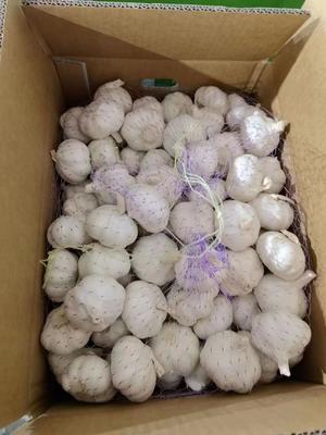 Spicy Fresh Garlic Naturally Bright No Burnt or Mouldy Clean Roots Various Sizes