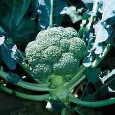 High Quality IQF Factory Frozen Vegetables Wholesale Price Frozen Broccoli