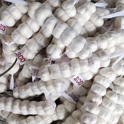 Fresh Chinese 4P Pure White Garlic Cheap Price Fresh Vegetables for Wholesale