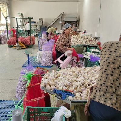Fresh Chinese 4P Pure White Garlic Cheap Price Fresh Vegetables for Wholesale