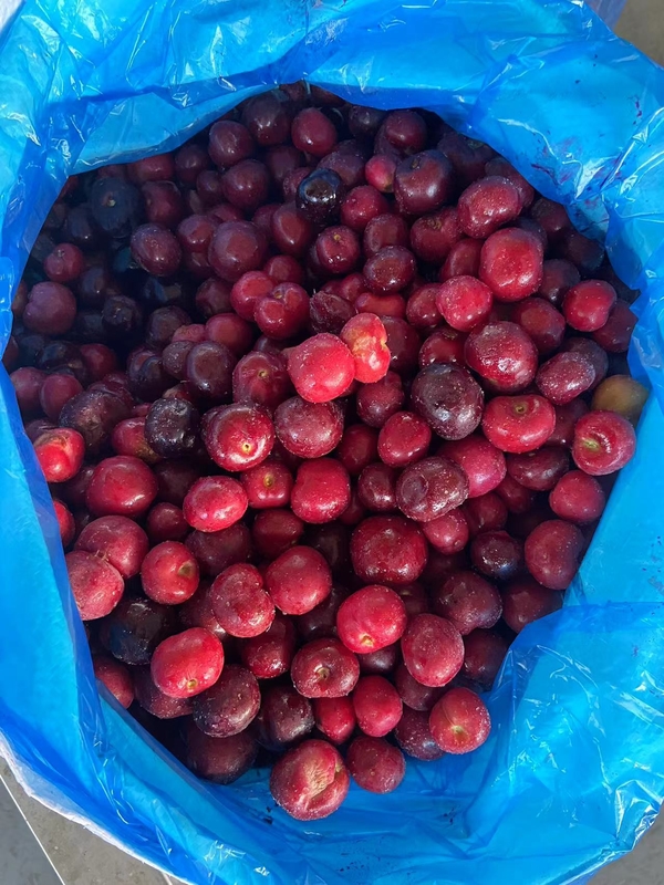 Find the Best Frozen Fruit for Your Business and Affordable Solution Sweetcherry