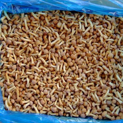 Buah-buahan Jamur beku IQF Nameko beku
