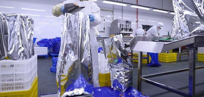 Raspberries beku besar kualitas tinggi Raspberries beku besar kemasan Buah 11