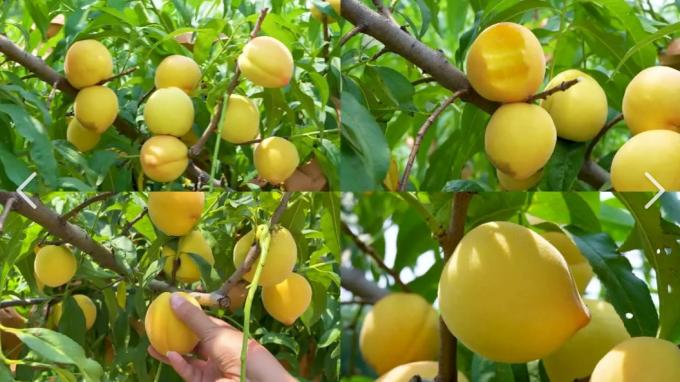 IQF Biologi Kuning Persik Setengah Buah Buah Buah Buah Buah Buah Buah Buah Buah Buah Buah Buah Buah Buah Buah Buah Buah Buah Buah Buah Buah Buah Buah Buah Buah Buah Buah Buah Buah Buah Buah Buah Buah Buah Buah Buah Buah Buah Buah Buah Buah Buah Buah Buah Buah Buah Buah Buah Buah Buah Buah Buah Buah Buah Buah Buah Buah Buah Buah Buah Buah Buah Buah Buah Buah Buah Buah Buah Buah Buah Buah Buah Buah Buah Buah Buah Buah Buah Buah Buah Buah Buah Buah Buah Buah Buah Buah Buah Buah Buah Buah Buah Buah  5