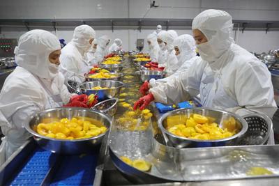 IQF Biologi Kuning Persik Setengah Buah Buah Buah Buah Buah Buah Buah Buah Buah Buah Buah Buah Buah Buah Buah Buah Buah Buah Buah Buah Buah Buah Buah Buah Buah Buah Buah Buah Buah Buah Buah Buah Buah Buah Buah Buah Buah Buah Buah Buah Buah Buah Buah Buah Buah Buah Buah Buah Buah Buah Buah Buah Buah Buah Buah Buah Buah Buah Buah Buah Buah Buah Buah Buah Buah Buah Buah Buah Buah Buah Buah Buah Buah Buah Buah Buah Buah Buah Buah Buah Buah Buah Buah Buah Buah Buah Buah Buah Buah Buah Buah Buah Buah  7