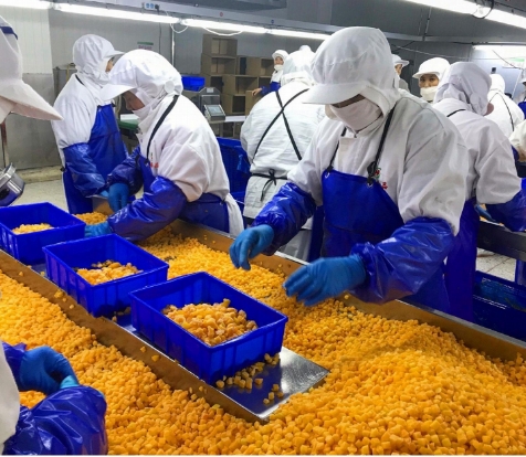 Sinocharm 4-Star Product BRC-A Peach Kuning segar 10x10mm Buah-buahan Buah-buahan beku 3