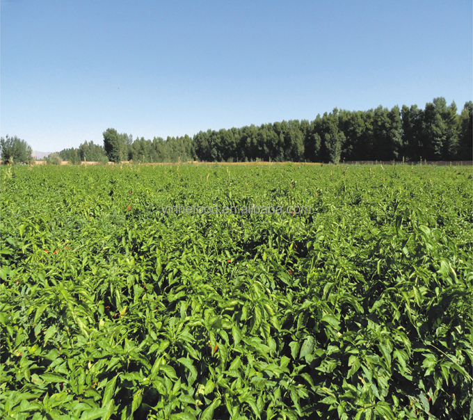 IQF Biologi Kuning Persik Setengah Buah Buah Buah Buah Buah Buah Buah Buah Buah Buah Buah Buah Buah Buah Buah Buah Buah Buah Buah Buah Buah Buah Buah Buah Buah Buah Buah Buah Buah Buah Buah Buah Buah Buah Buah Buah Buah Buah Buah Buah Buah Buah Buah Buah Buah Buah Buah Buah Buah Buah Buah Buah Buah Buah Buah Buah Buah Buah Buah Buah Buah Buah Buah Buah Buah Buah Buah Buah Buah Buah Buah Buah Buah Buah Buah Buah Buah Buah Buah Buah Buah Buah Buah Buah Buah Buah Buah Buah Buah Buah Buah Buah Buah  9