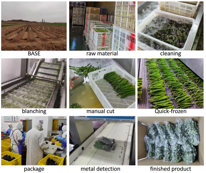 Asparagus Tombak Asparagus Asparagus Sayuran beku IQF Asparagus hijau beku Biji A Grade Bulk Packaging Asparagus Harga 4