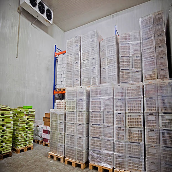 Harga Murah Kualitas Tinggi Lemak Rendah Bersih HALAL Disetujui Dingin Hati Anak Domba 3