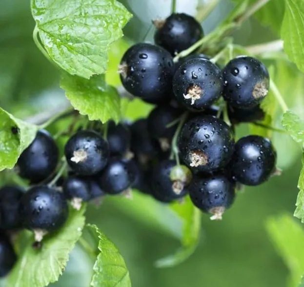 Buah beku lezat 100% Black Currant untuk identitas Anda s 0