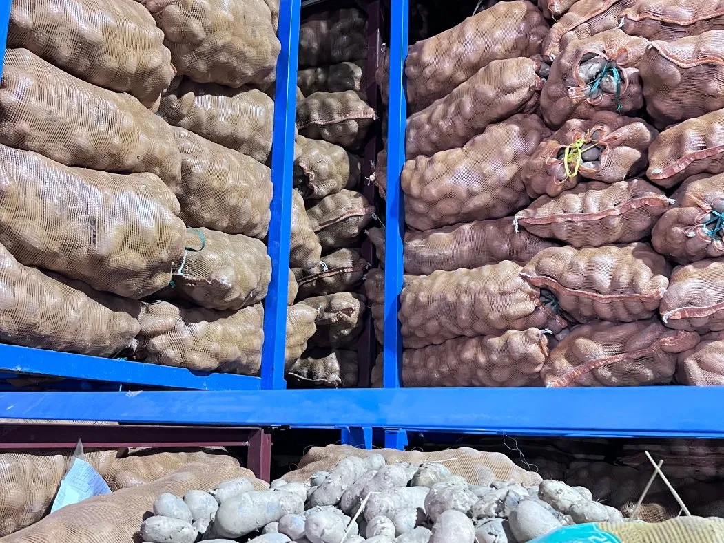 Pengiriman dan pengiriman tepat waktu kentang goreng potong lurus Prancis 0