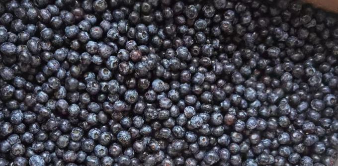 Buah Beku Terlaris Blueberry IQF 10kg Blueberry Beku dalam Jumlah Besar 2