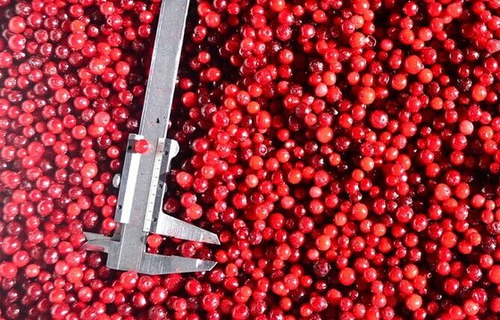 BRC, KOSHER, HALAL, IFS, BSCI IQF Beku Lingonberry Cranberry Selai Buah Alami 100% Kemasan Curah dengan Umur Simpan 2 Tahun Ember 1
