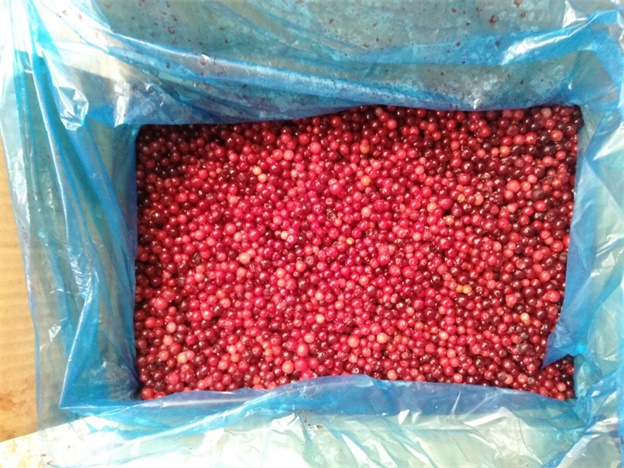 BRC, KOSHER, HALAL, IFS, BSCI IQF Beku Lingonberry Cranberry Selai Buah Alami 100% Kemasan Curah dengan Umur Simpan 2 Tahun Ember 2