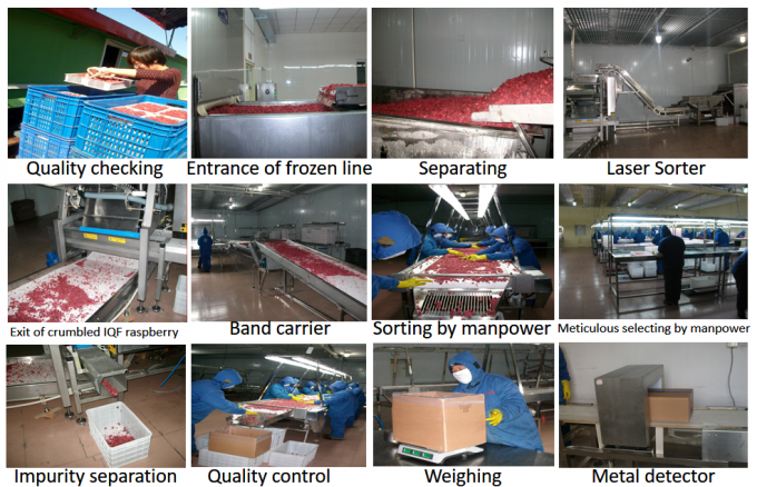 Produsen Harga Pabrik IQF Kualitas tinggi Makanan segar Buah Buah Buah Cengkeh Serbia untuk Ekspor 3