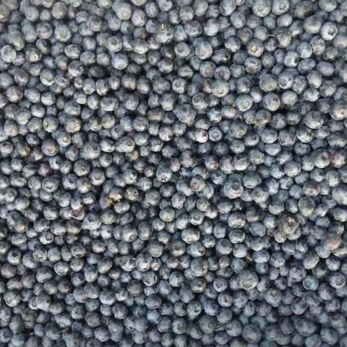 IQF Buah Blueberry Beku Premium Panggang dan Smoothie Toppings Intensely 1