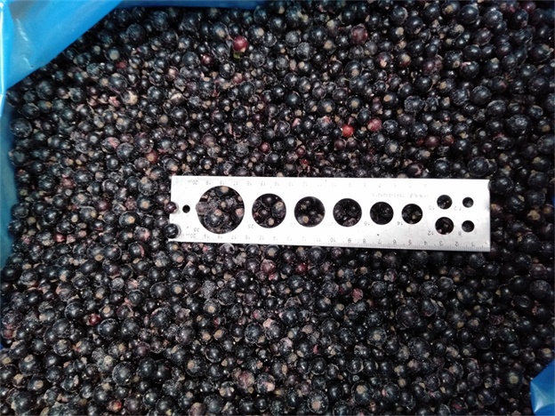 2025 Perusahaan Baru Kualitas Terbaik Harga Bagus IQF Beku Black Currant Buah Beku 3