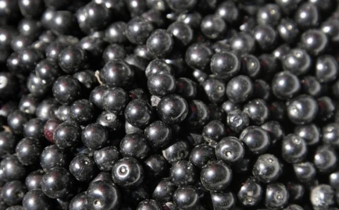 2025 Perusahaan Baru Kualitas Terbaik Harga Bagus IQF Beku Black Currant Buah Beku 5