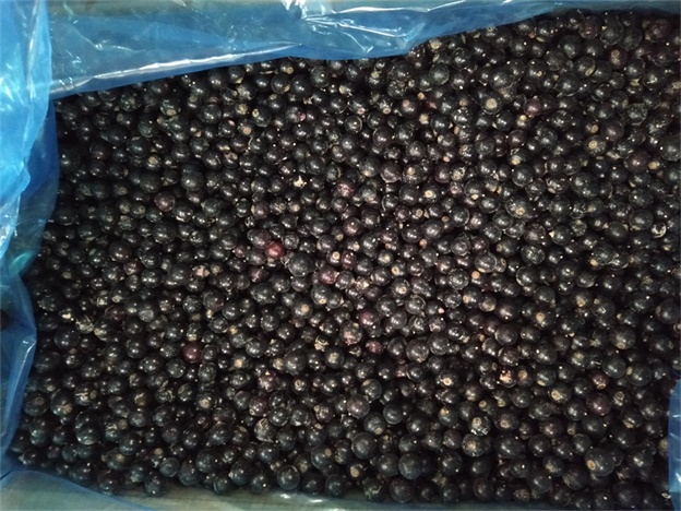 2025 Perusahaan Baru Kualitas Terbaik Harga Bagus IQF Beku Black Currant Buah Beku 7