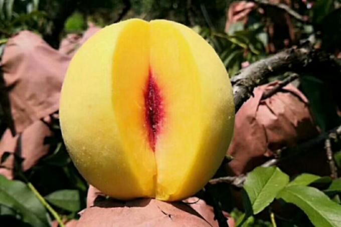 IQF Biologi Kuning Persik Setengah Buah Buah Buah Buah Buah Buah Buah Buah Buah Buah Buah Buah Buah Buah Buah Buah Buah Buah Buah Buah Buah Buah Buah Buah Buah Buah Buah Buah Buah Buah Buah Buah Buah Buah Buah Buah Buah Buah Buah Buah Buah Buah Buah Buah Buah Buah Buah Buah Buah Buah Buah Buah Buah Buah Buah Buah Buah Buah Buah Buah Buah Buah Buah Buah Buah Buah Buah Buah Buah Buah Buah Buah Buah Buah Buah Buah Buah Buah Buah Buah Buah Buah Buah Buah Buah Buah Buah Buah Buah Buah Buah Buah Buah  1