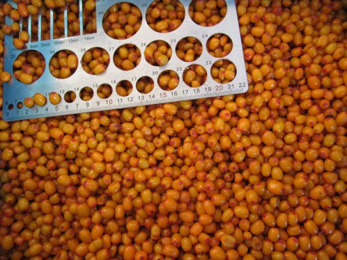 Grosir Organik Sea Buckthorn Beku Buah Sea Buckthorn 0