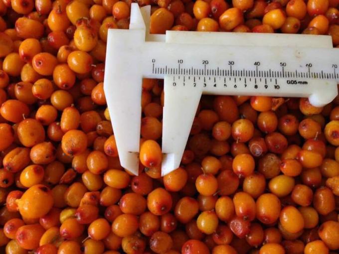 Grosir Organik Sea Buckthorn Beku Buah Sea Buckthorn 1