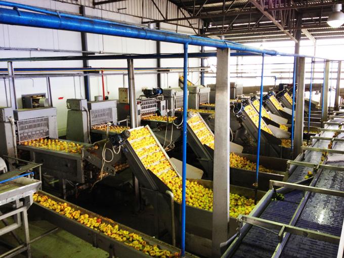 Penjualan Panas Aprikot Beku IQF Berkualitas Tinggi untuk Grosir dan Eceran Harga Pabrik Pengawetan Air Kemasan Curah 4