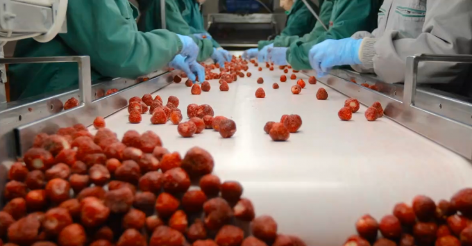 Penjualan Panas Aprikot Beku IQF Berkualitas Tinggi untuk Grosir dan Eceran Harga Pabrik Pengawetan Air Kemasan Curah 3