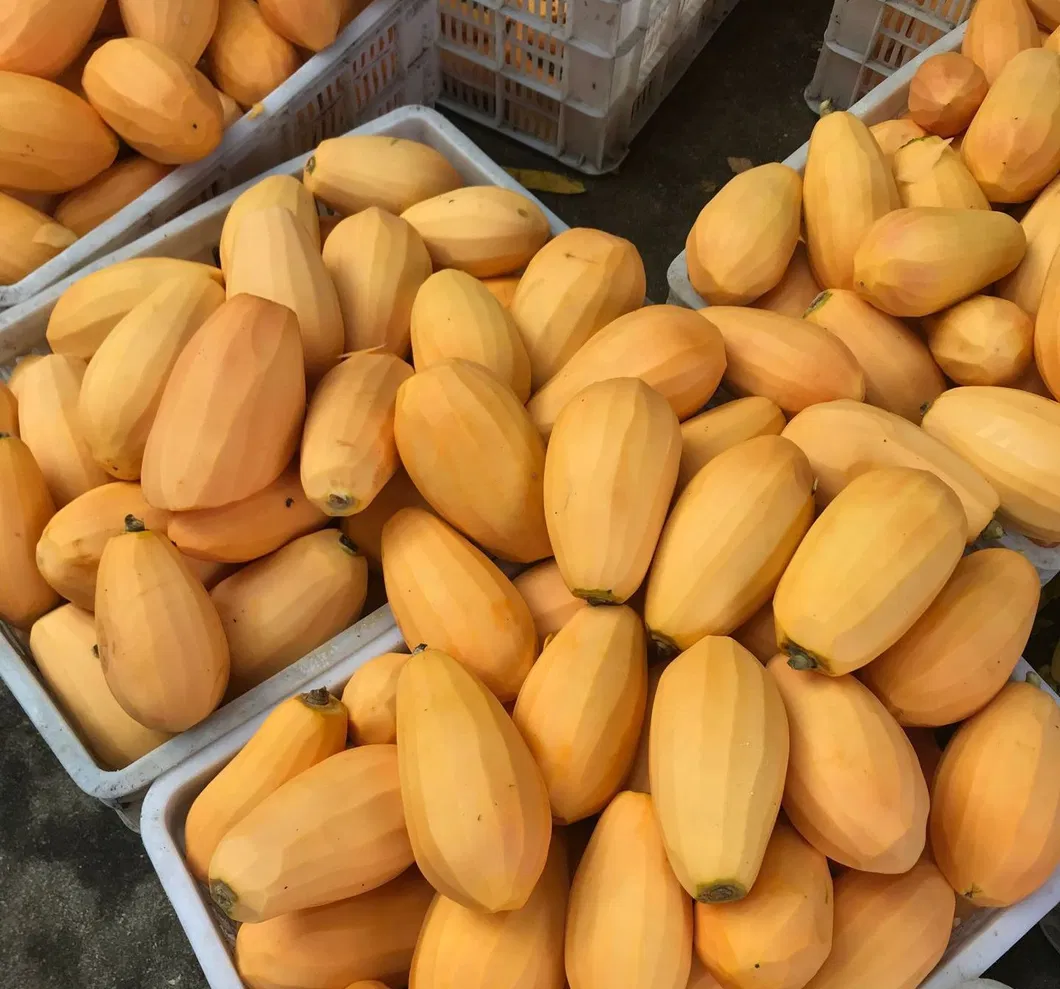 Tingkatkan Penjualan Anda dengan Buah Beku Lezat Langsung IQF pepaya 0