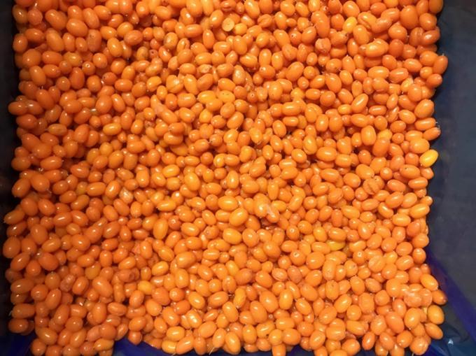 Asal Cina IQF Beku Segar Liar Sea Buckthorn Kelas Satu Sea-buckthorn Lingonberry Raspberry, Blueberry Campuran Beri 3