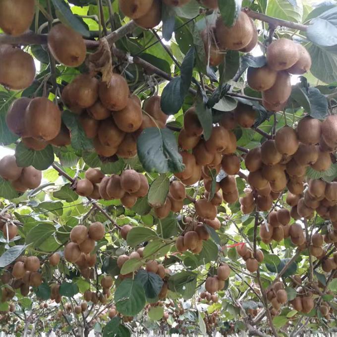 Buah Kiwi Buah beku Buah beku Bola Kiwi Kualitas Alami 2