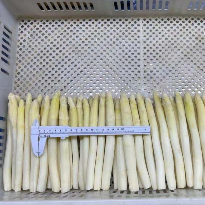 Sayuran IQF Grosir IQF Asparagus Putih Beku Berbentuk Tombak Dari China 0