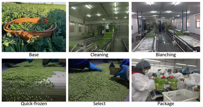 Penjual grosir IQF Kacang hijau beku 10kg 400gm Dikemas 3