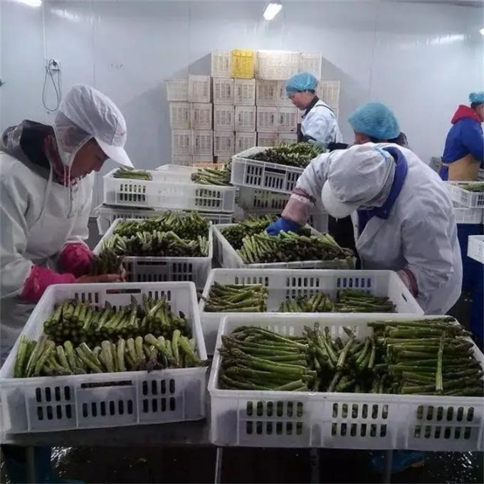 Pabrik Bersertifikasi Kualitas Manufaktur IQF Asparagus Beku 7