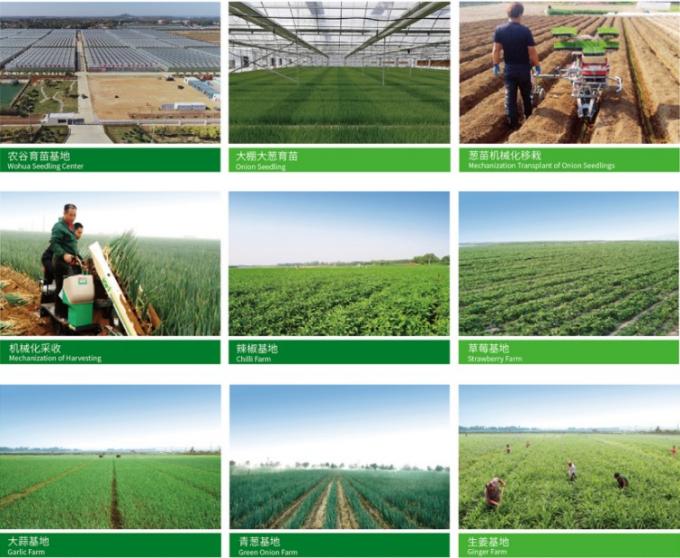 Bawang Putih Cina Segar 4P Putih Murni Harga Murah Sayuran Segar untuk Grosir 0